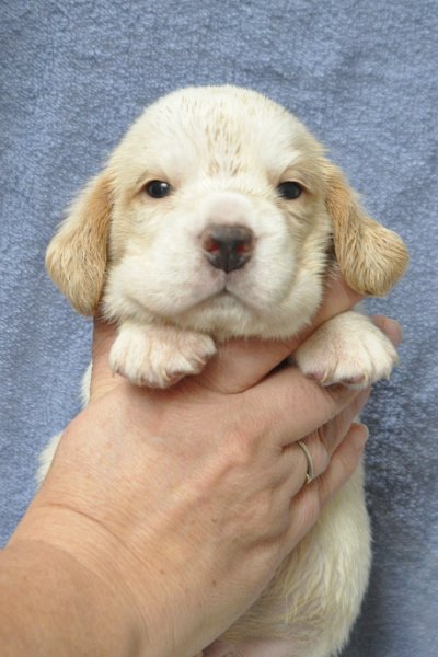 Afb_20131016_R1 Yeller.JPG